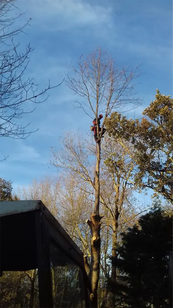 Arbre élagage